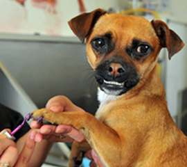 Dog Grooming Nail Painting