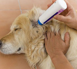 Dog Ear Cleaning and Plucking